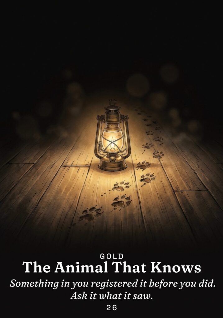 The Animal That Knows oracle card from The Gold in the Dark deck